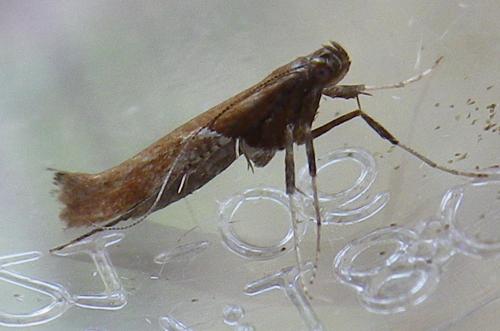 Caloptilia stigmatella